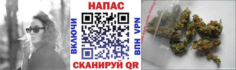 МАРИХУАНА сатива  Орлов 